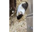 Adopt 56060414 a Guinea Pig