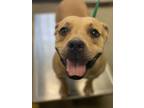Adopt Puddle a American Staffordshire Terrier, Mixed Breed
