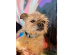 Adopt Izzy a Brussels Griffon