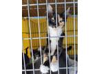 Adopt Paloma a Calico