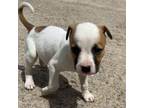 Adopt Pintobean a Terrier, Mixed Breed