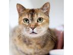 Adopt Aayla a Domestic Short Hair