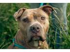 Adopt Marcia - IN FOSTER a Mixed Breed