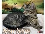 Adopt Marlene a Domestic Short Hair, Domestic Medium Hair