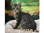 Adopt Charlene a Domestic Medium Hair