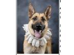 Adopt Lady a German Shepherd Dog