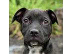 Adopt Cocoa a Pit Bull Terrier, Mixed Breed