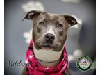 Adopt 24-06-1771 Mildred a Pit Bull Terrier