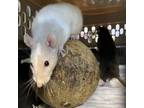 Adopt Jelly Bean-- Bonded Buddy With Jerry a Rat