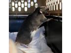 Adopt Jerry--Bonded Buddy With Jelly Bean a Rat