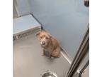 Adopt Tacoma a Terrier