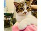 Adopt Dawn a Domestic Short Hair