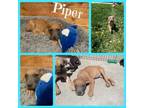 Adopt Piper a Great Dane, Mixed Breed