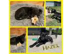 Adopt Hazel a Great Dane, Mixed Breed