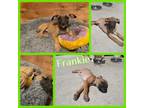 Adopt Frankie a Great Dane, Mixed Breed