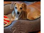 Adopt Ballet **Off-Site Foster Home** a Mixed Breed