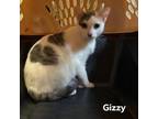 Adopt Gizzy a Domestic Short Hair