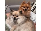 Adopt Lady & Winston - We're a bonded pair! a Pomeranian