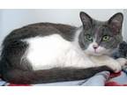 Adopt Jane a Domestic Short Hair