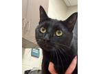 Adopt Lucifer a Domestic Short Hair