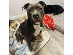 Adopt Day a American Staffordshire Terrier
