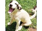 Adopt Darlene a Great Pyrenees, American Staffordshire Terrier
