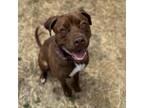 Adopt Sugar a Chocolate Labrador Retriever, American Staffordshire Terrier
