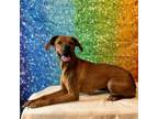 Adopt Izzy a Coonhound