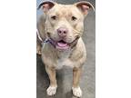 Adopt Montana-NOT AVAILABLE UNTIL 6/13/24 a Pit Bull Terrier, Mixed Breed