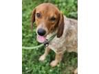 Adopt Amelia (HW-) a Beagle, Mixed Breed