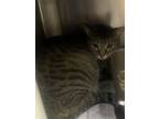 Adopt Twizzlers a Domestic Short Hair