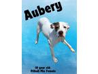 Adopt Aubery a Pit Bull Terrier