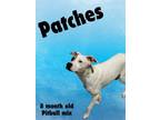 Adopt Patches a Pit Bull Terrier