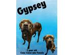 Adopt Gypsey a Cane Corso