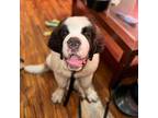 Saint Bernard Puppy for sale in Ocala, FL, USA