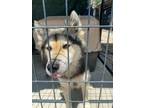 Adopt Clover Whiskey a German Shepherd Dog, Chow Chow
