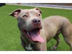 Adopt Skinny Chai a Pit Bull Terrier
