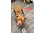 Adopt Sasha a Pit Bull Terrier