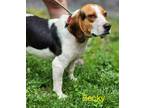 Adopt Becky a Beagle