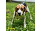 Adopt Banjo a Beagle