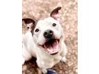 Adopt 43500 - Bella a Pit Bull Terrier