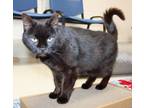 Adopt 43460 - Madeline a Domestic Short Hair