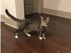 Adopt Zulu a Domestic Short Hair