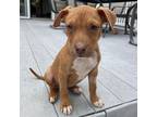 Adopt Nebula a Mixed Breed