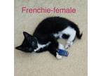 Adopt Frenchie a Domestic Short Hair