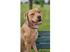 Adopt Goldie a Mixed Breed