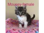 Adopt Mousey a Domestic Long Hair