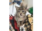 Adopt Frosted Mini a Domestic Short Hair