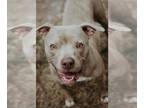 American Pit Bull Terrier-Greyhound Mix DOG FOR ADOPTION RGADN-1089077 - Hannah