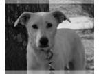Shepradors DOG FOR ADOPTION RGADN-1090115 - Dolly - Labrador Retriever / German